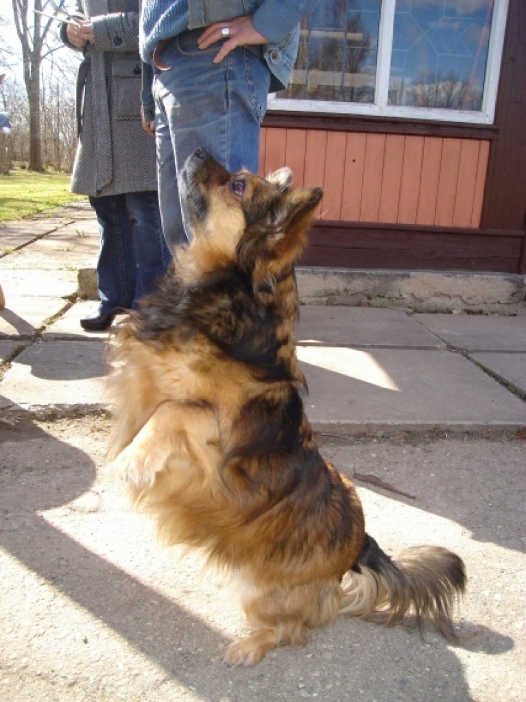 Autors: Sarmīte Ozola