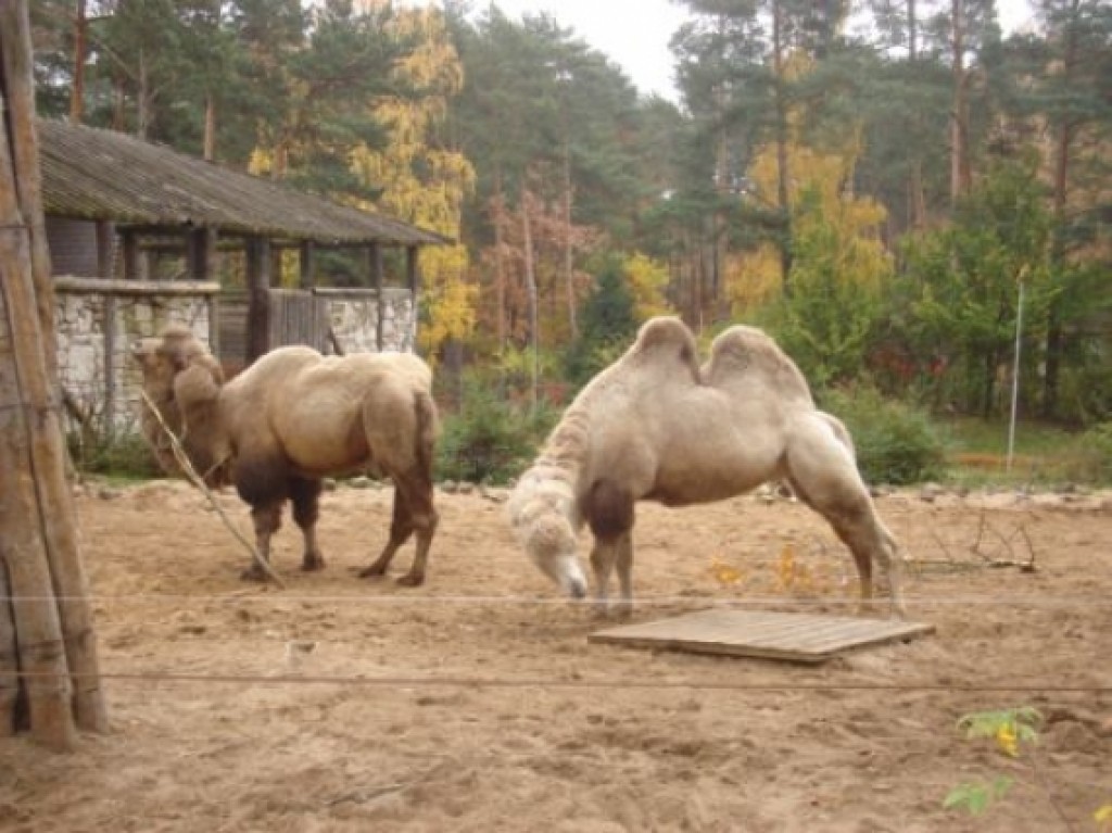 Autors: Sarmīte Ozola