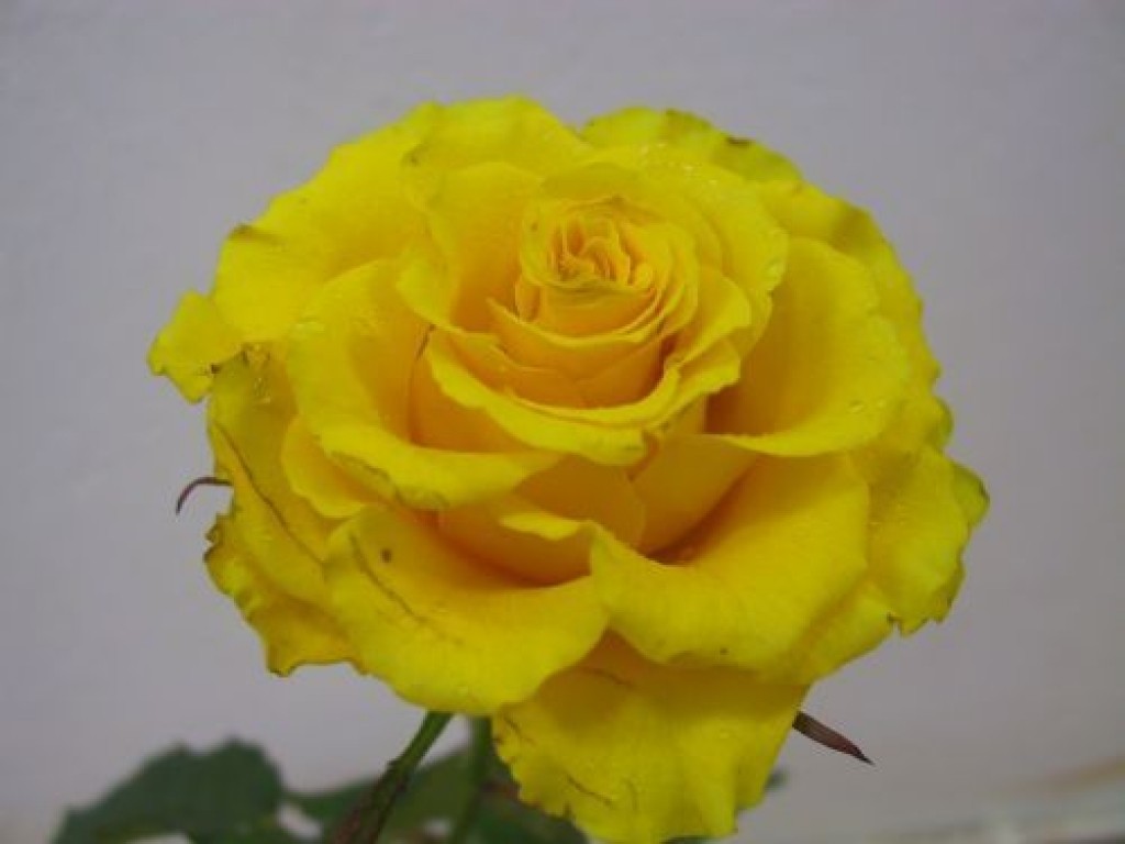Roze
Autors: Baiba Ozola