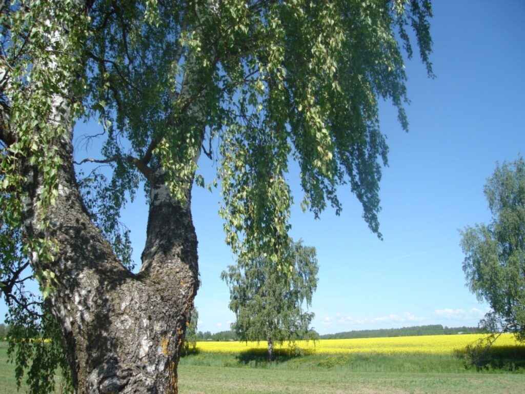 Autors: Sarmīte Ozola
