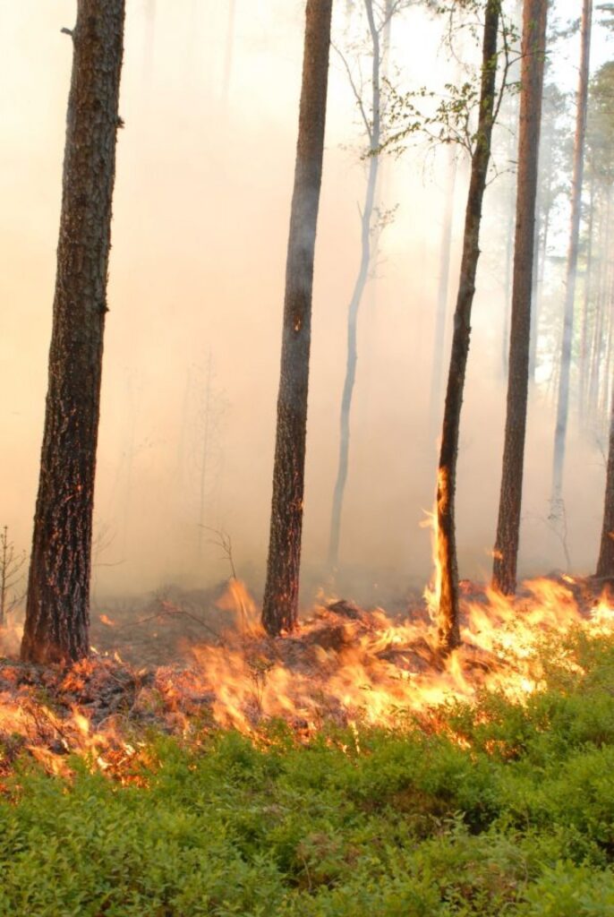 Mežu ugunsgrēkos bojā iet skaistākā Latvijas dabas rota.
Autors: Jānis Ence