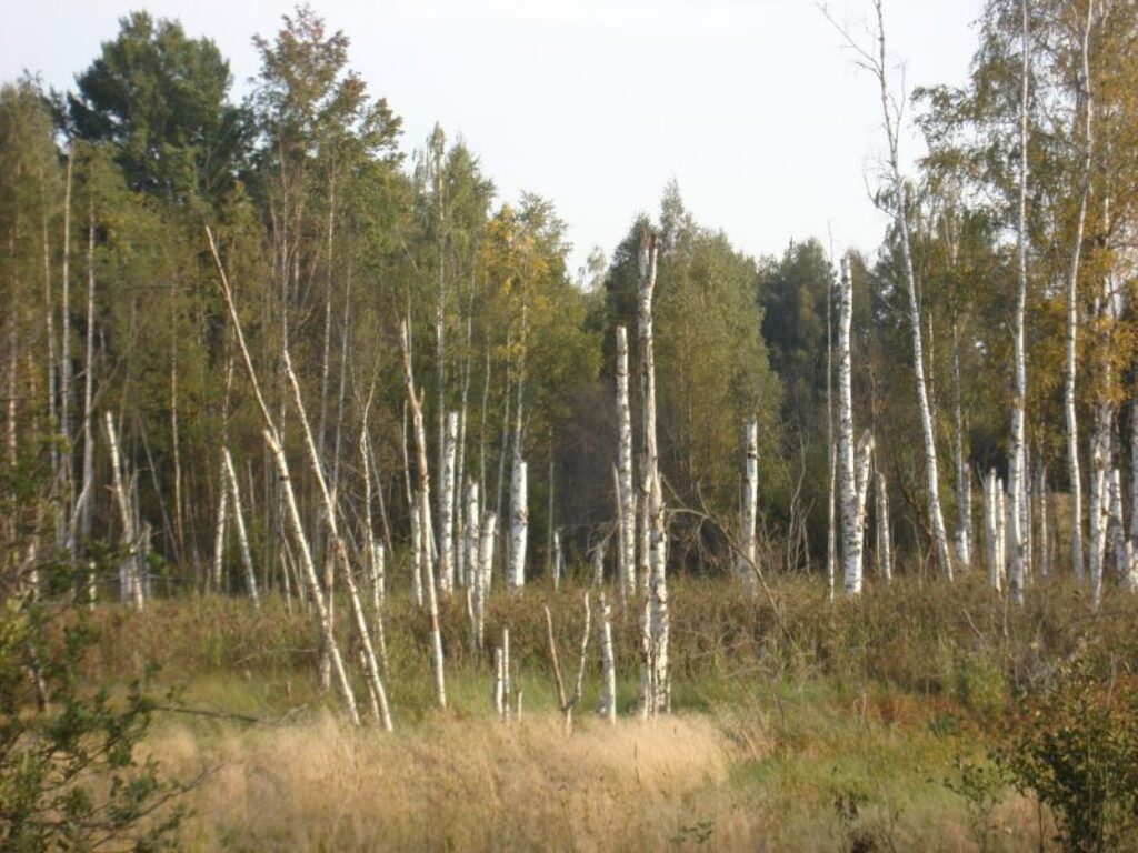Autors: Aldis Lapiņš