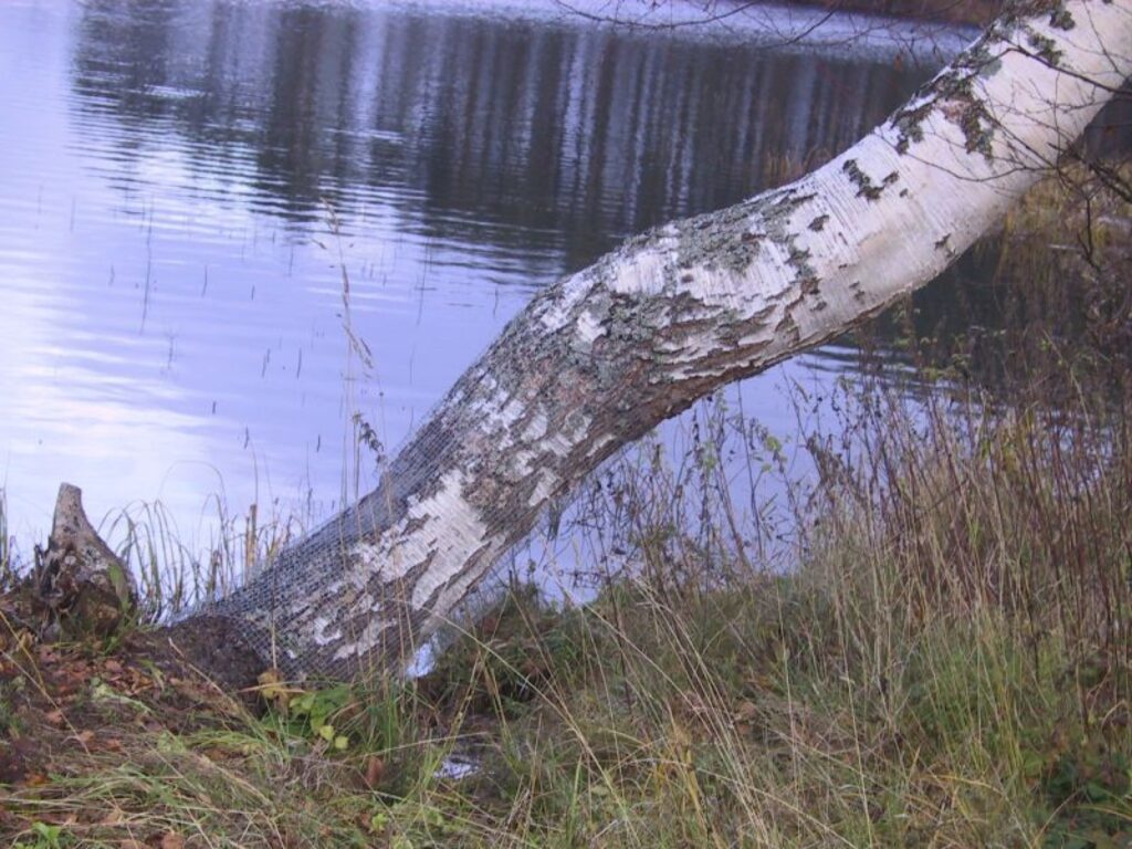 Pēc publikācijas “Komunālie netraucē darbu bebriem” Smiltenes pilsētas domes uzņēmuma SIA “Namu un komunālo uzņēmumu pārvalde” darbinieki trijiem bērziem, kas atrodas blakus volejbola laukiem, uzlikuši sētiņas.
Autors: Santa Sinka