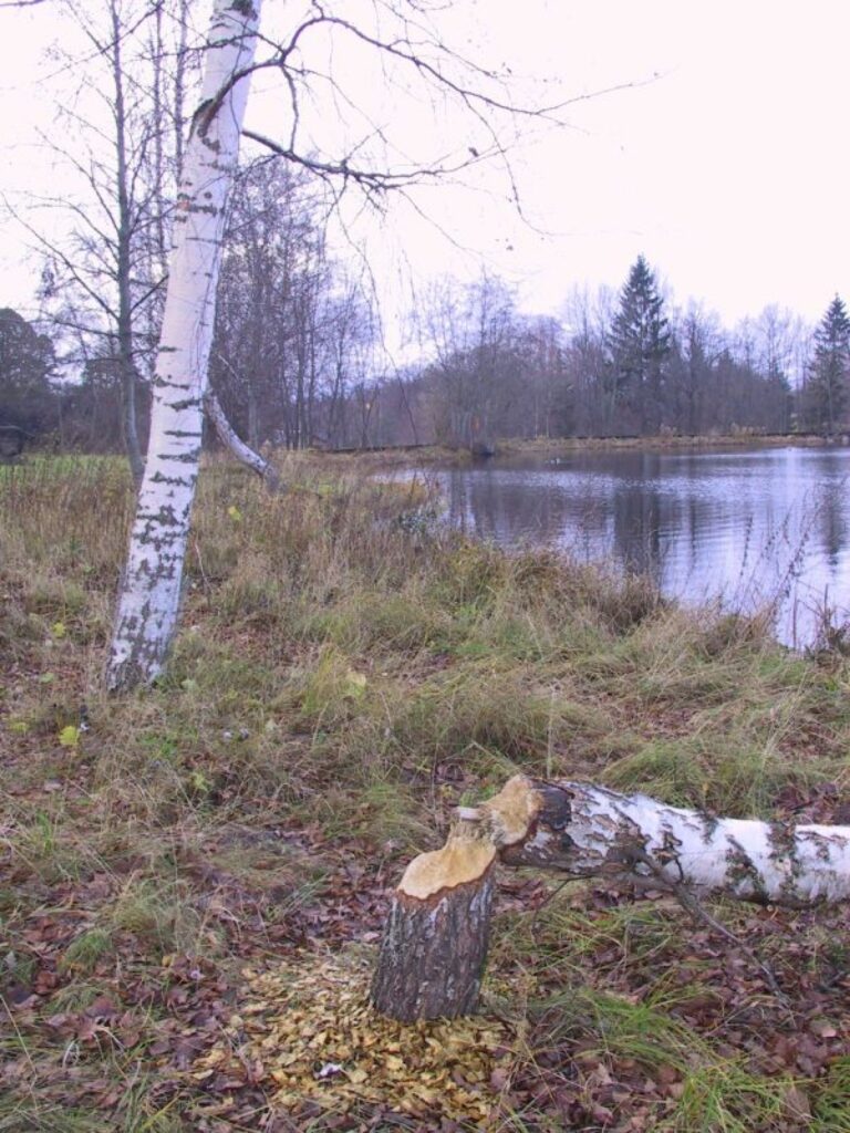 Atbildīgās personas reaģē tikai tad, kad bebri nopostījuši vairākus vērtīgus kokus, un to viņiem atgādinājuši iedzīvotāji.
Autors: Santa Sinka
