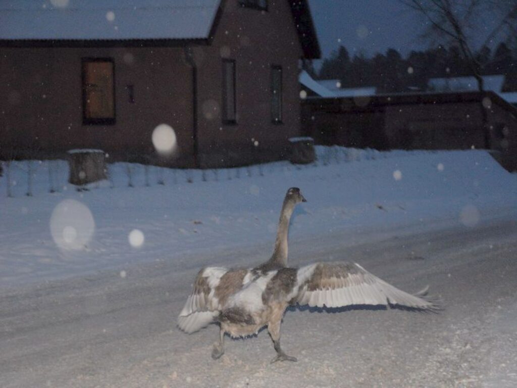 Juzis pašlaik atrodas Rīgas zoodārza speciālistu aprūpē un drīz nokļūs kādā no neaizsalstošajām ūdenstilpēm. 
Autors: Jānis Ence