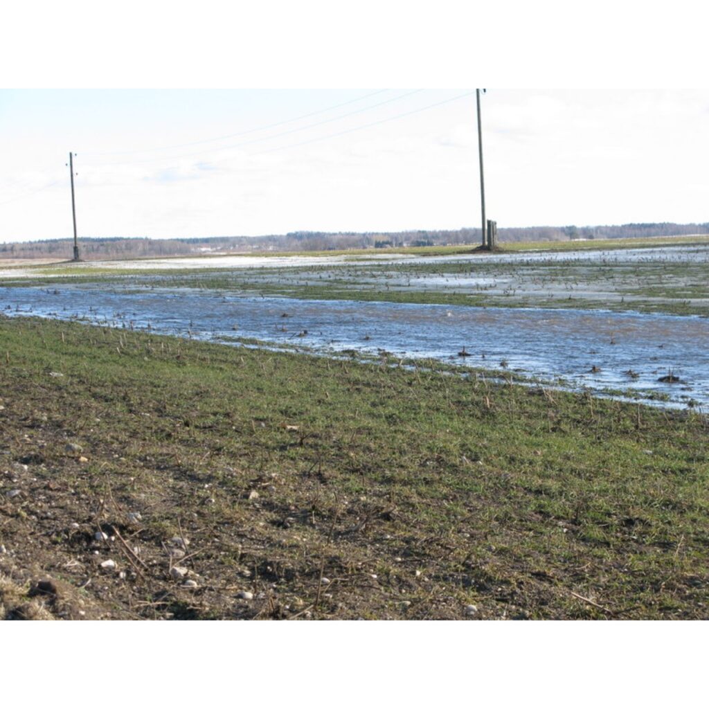 Šodien autoceļa Smiltene - Valmiera apkārtne bija pārvērtusies par ūdens plašumiem. Mutuļojošs ūdens par grāvjiem un grāvīšiem bija pārvērtis gan laukus, gan autoceļus.
Autors: Santa Sinka