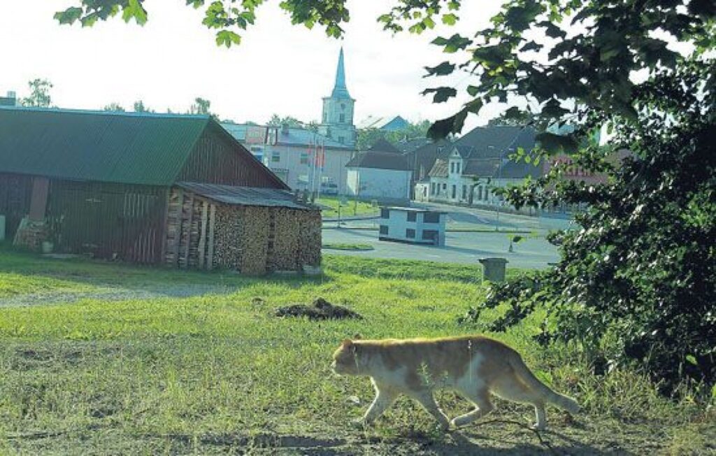 Šis kaķis vēl staigā pa latviešu zemi, bet otrpus valsts robežai jau redzams igauņu Jāņa baznīcas (Jaani kirkus) siluets. 
Autors: Ieva Puķe