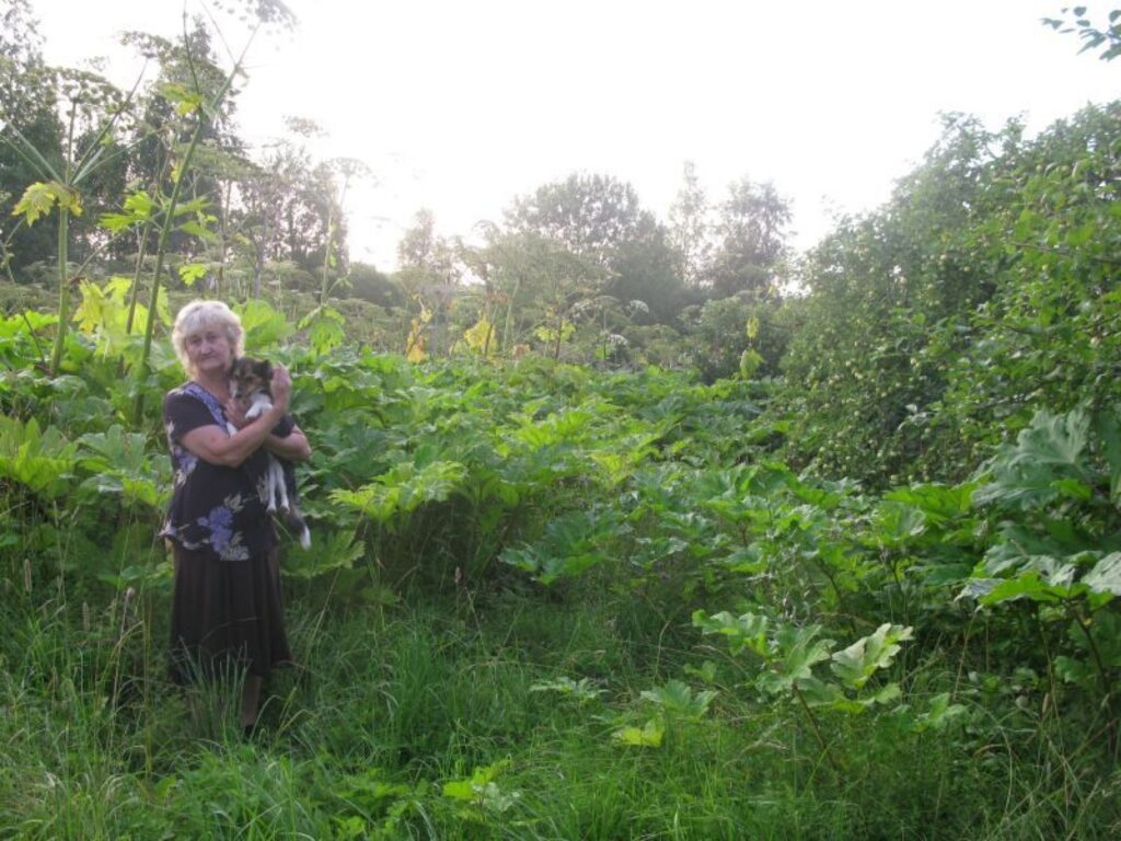 Zvārtaviete Dzintra Jasineviča jau astoņus gadus karo ar kādu ienaidnieku, kas uzbrūk viņas mājai un dārzam. Tie ir latvāņi, kurus sieviete viena pati nespēj iznīdēt.
Autors: Sandra Pētersone