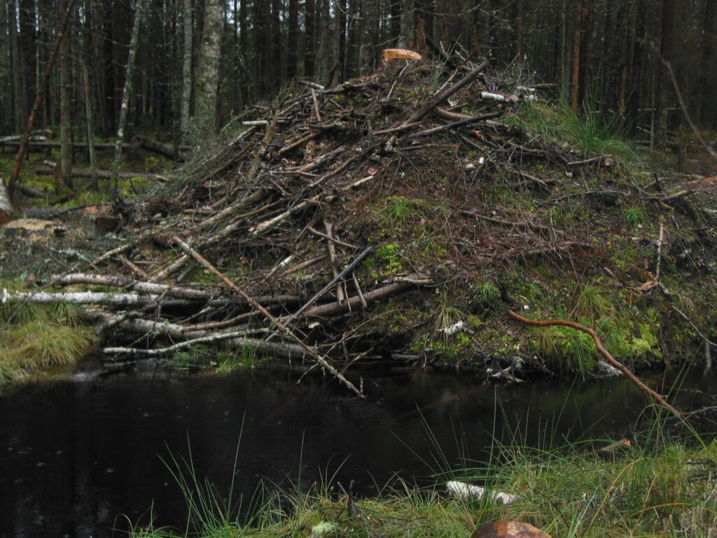 Tik iespaidīgu mājvietu sev uzbūvējuši bebri Valkas pagasta teritorijā – Saules mežos. 
Autors: Inga Karpova