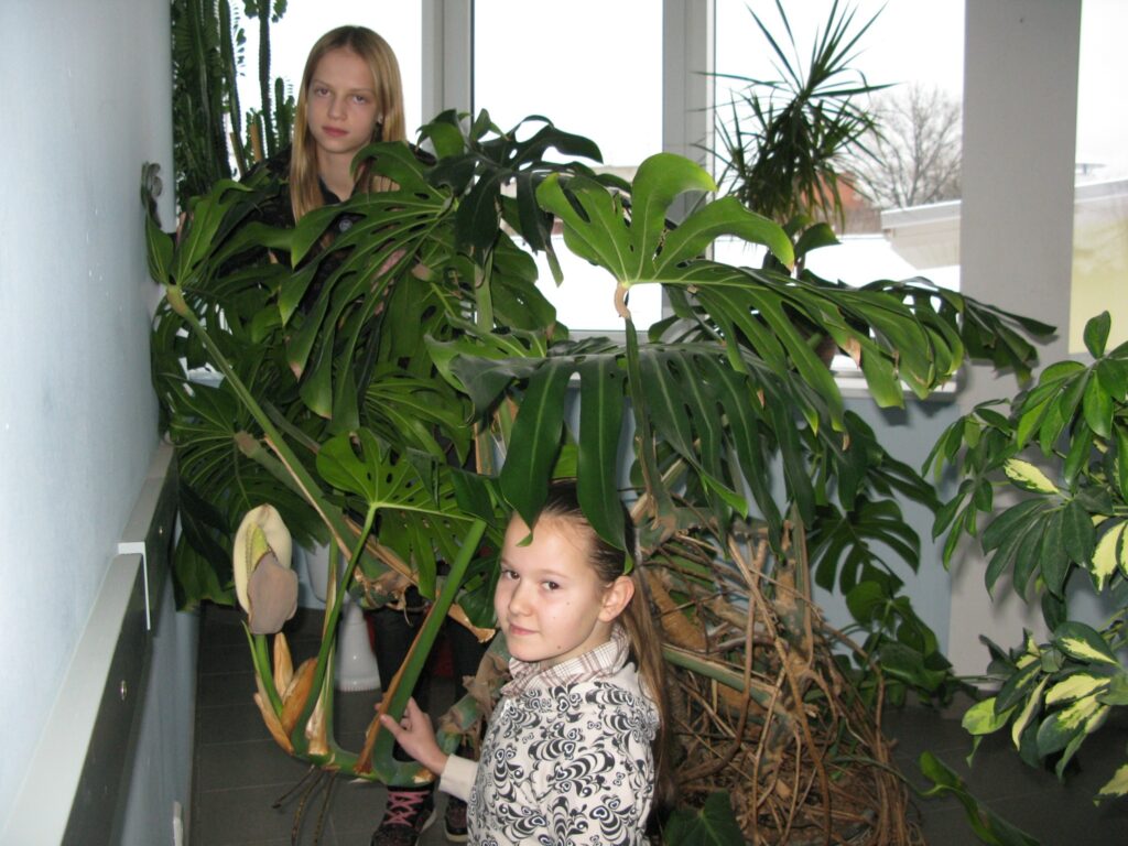  Smiltenes Centra vidusskolas 6.a klases skolnieces Anna Dreimane (no kreisās) un Renāte Audere ir patīkami pārsteigtas, ka lielajam telpaugam uzplaucis pirmais zieds.
Autors: Santa Sinka