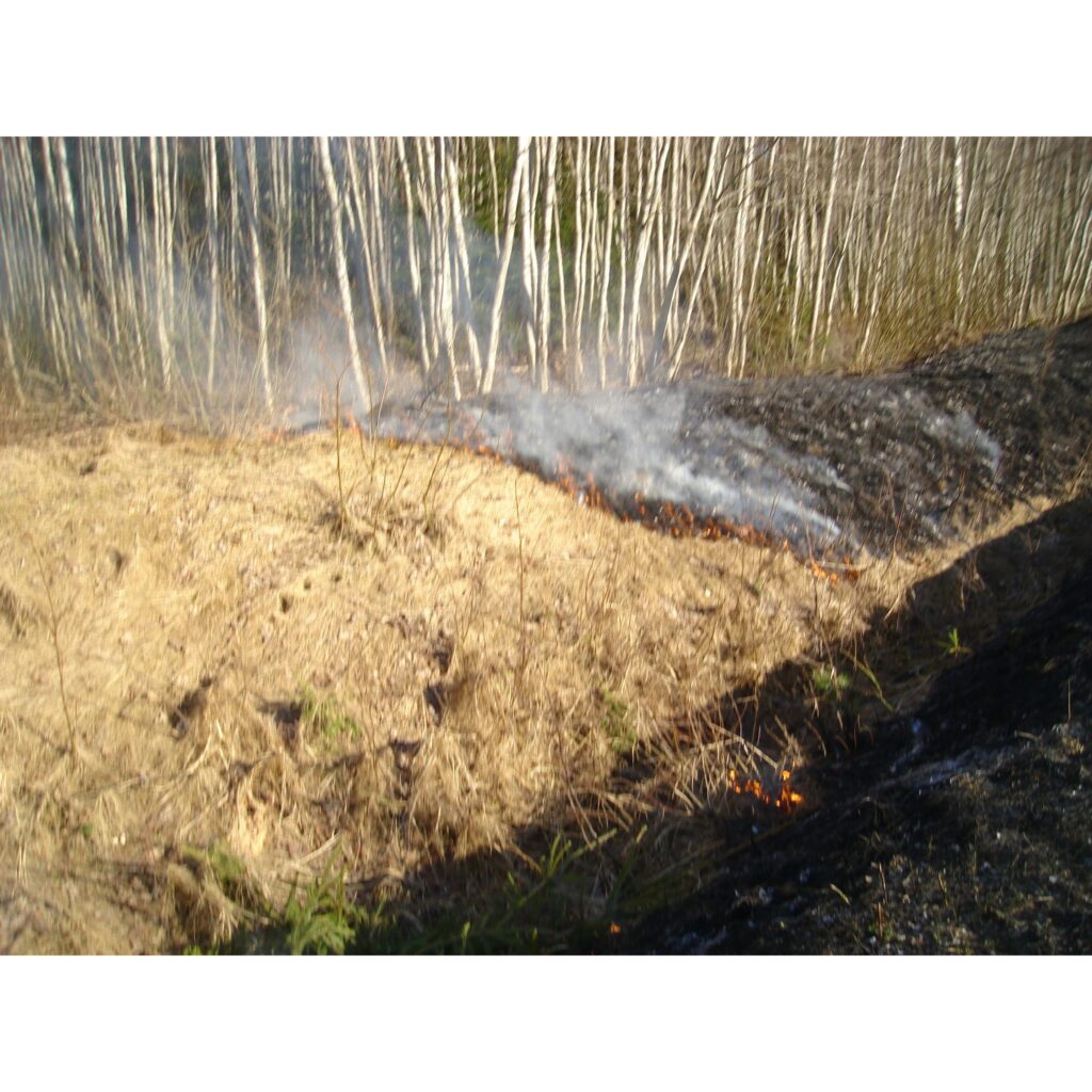 Šādu skatu vakar novēroja ziemellatvija.lv. Uguns savā nodabā "ložņāja" pa autoceļa nomali. Šai vietai tuvumā nebija neviena dzīvojamā māja. Tātad kāds garāmbraucot tīši aizdedzinājis, bet pats devies tālāk...
Autors: Sarmīte Ozola