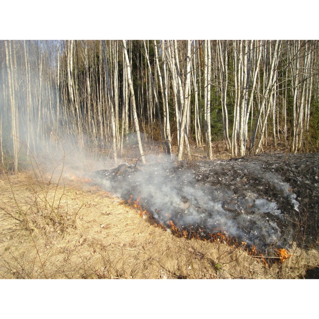 Šādu skatu vakar novēroja ziemellatvija.lv. Uguns savā nodabā "ložņāja" pa autoceļa nomali. Šai vietai tuvumā nebija neviena dzīvojamā māja. Tātad kāds garāmbraucot tīši aizdedzinājis, bet pats devies tālāk...
Autors: Sarmīte Ozola