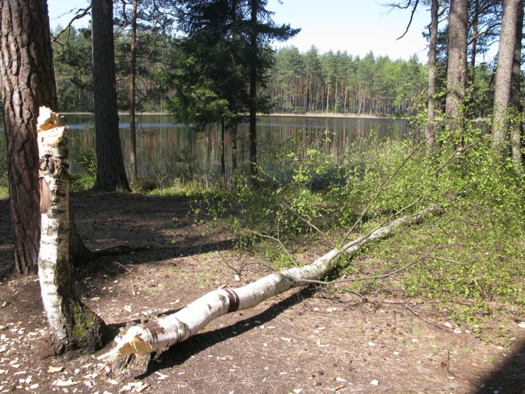 Niedrāja krastā bebri nogāzuši vairākus bērzus, bet šoreiz viņu piemēram sekojis cilvēks. Jau salapojušais koks iznīcināts ar cirvi.
Autors: Sandra Pētersone