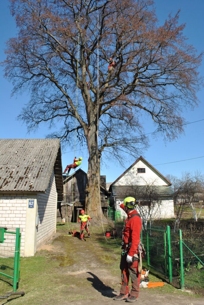 Trešdien šīs gandrīz 28 metrus augstās, Smiltenē augošās gobas jeb dižkoka vainagu sakopa profesionāli arboristi. 
Autors: Sandra Pētersone