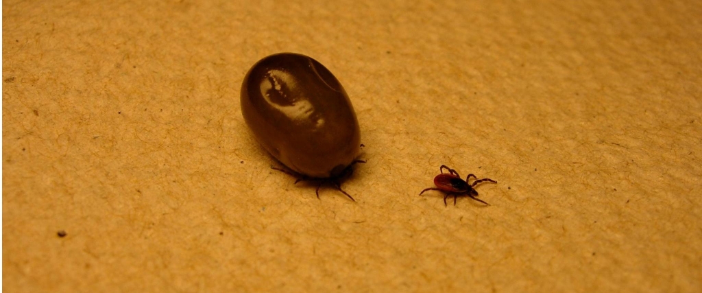 Autors: domyownpestcontrol.com 