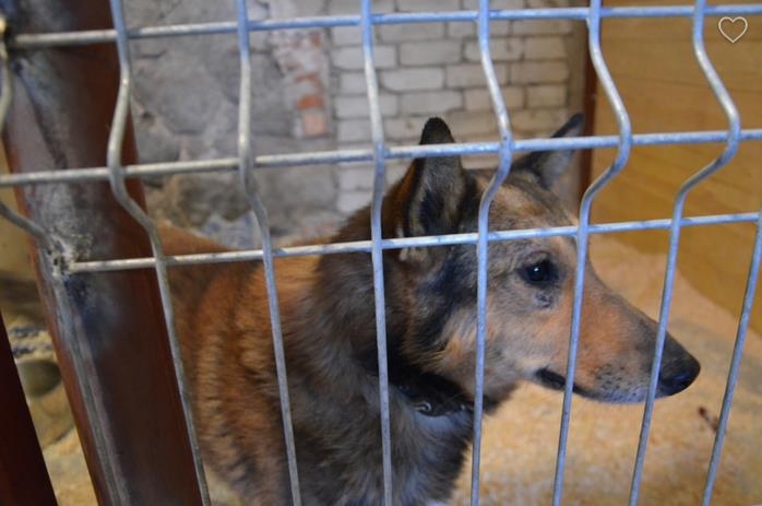 Patversmē nonāk arī dzīvnieki, kas zaudējuši savus saimniekus. Tas noticis arī ar kluso un mierīgo Diksi. Neļausim viņam ilgi skumt un meklēsim tam jaunus saimniekus un mājas.
Par dzīvniekiem interesēties Valmieras Dzīvnieku patversmē vai zvanot pa tālruni 29230307.