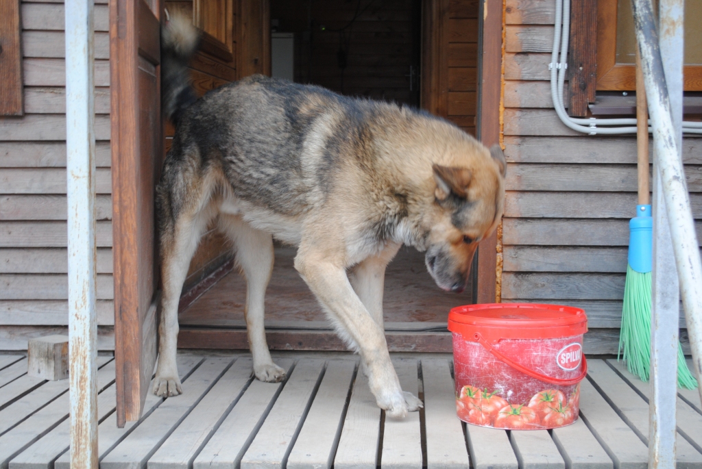  Kas attiecas uz šo gadījumu tad viss beidzās labi! Šodien Artoss pārbrauca mājās! Paldies par komentāriem labiem un ne tik labiem. Suņam vienkārši pavasaris iestājās agrāk nekā citiem:)!!! Liels paldies kas deva atbalstu Artosam kad viņš bija noklīdis!
Autors: Sarmīte Ozola