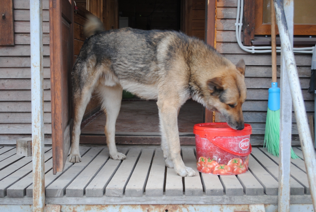  Kas attiecas uz šo gadījumu tad viss beidzās labi! Šodien Artoss pārbrauca mājās! Paldies par komentāriem labiem un ne tik labiem. Suņam vienkārši pavasaris iestājās agrāk nekā citiem:)!!! Liels paldies kas deva atbalstu Artosam kad viņš bija noklīdis!
Autors: Sarmīte Ozola