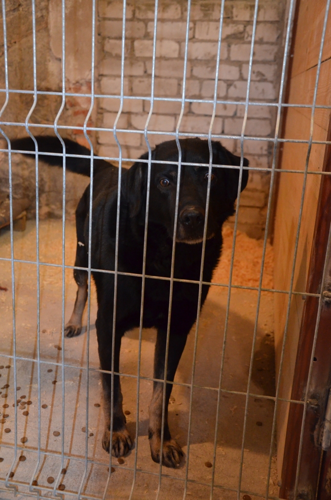 Menais suns ar labradora pazīmēm pieklīdis Kocēnu pagastā. Īpaša pazīme - rūsganas kājas. Saimnieki atsaucieties!