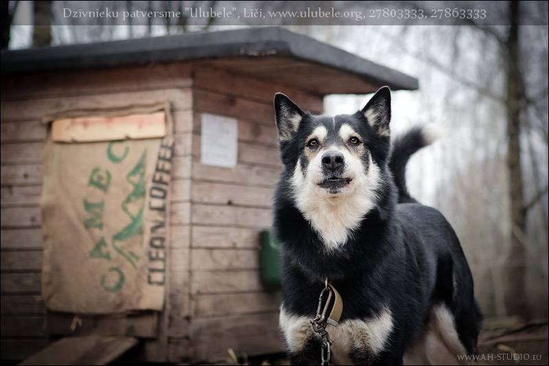 Autors: Ulubeles draugs, fotogrāfe, kuru zina daudzi suņu mīļi pasaulē – Anna Hudorozhova