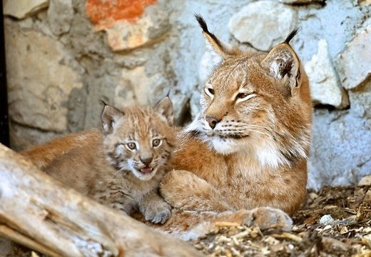 Autors: Rīgas Zoo
