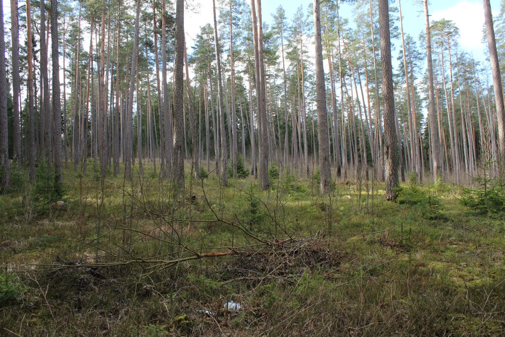 mežs 7 gadus pēc regulētās dedzināšanas, Jaunjelgavas novads