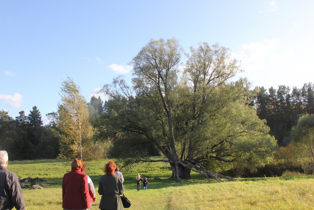 Senlaicīgo  „Dzenīšu” māju  tuvumā augošais vītols ir viens no dižākajiem balto vītolu sugas (Salix alba) pārstāvjiem ne vien Latvijā, bet arī Eiropā un pasaulē.
Autors: Biruta Kritnere