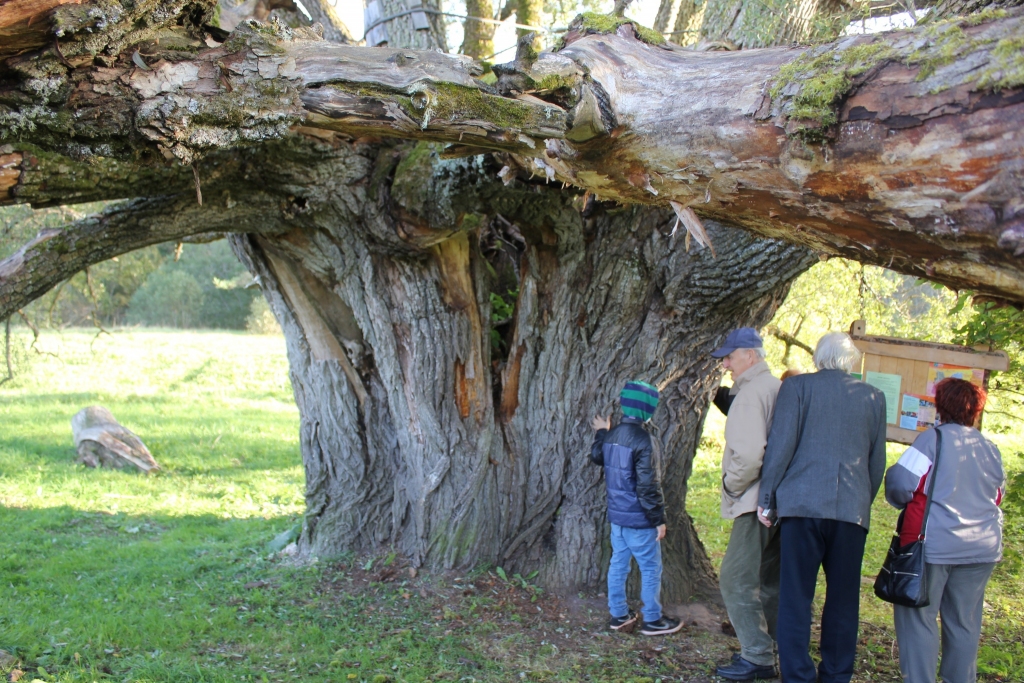 Senlaicīgo  „Dzenīšu” māju  tuvumā augošais vītols ir viens no dižākajiem balto vītolu sugas (Salix alba) pārstāvjiem ne vien Latvijā, bet arī Eiropā un pasaulē.
Autors: Biruta Kritnere