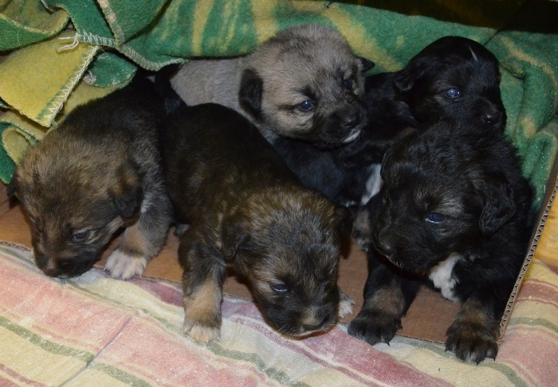 Šķirne
b/šķ.
Dzimums
Vecums
1-6 mēneši
Apraksts
Cilvēku bezatbildības dēļ patversmē nonākusi kucīte ar 9 kucēniem. Cik būs mūsu spēkos, palīdzēsim sunītei uzkrāt spēkus un izbarot kucēnus. Bet kamēr kucēni vēl aug, mums nepieciešams atrast deviņas ģimenes, kas vēlas un var pieņemt savā ģimenē suni