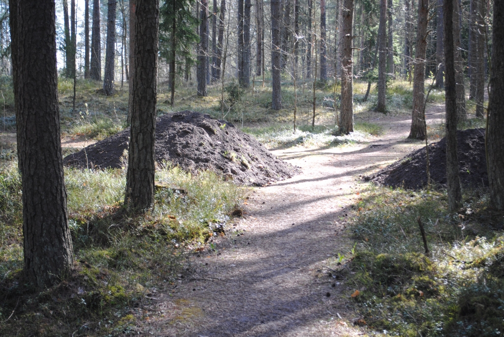 Autors: Sarmīte Ozola