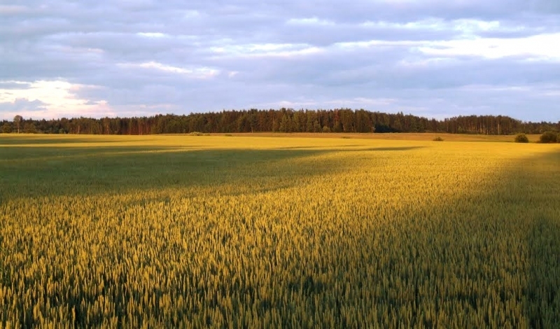 Autors: Lauku tīkls