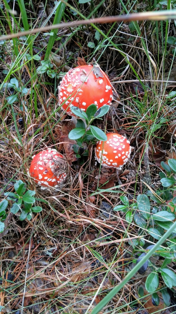 Autors:  Līga Kārkliņa