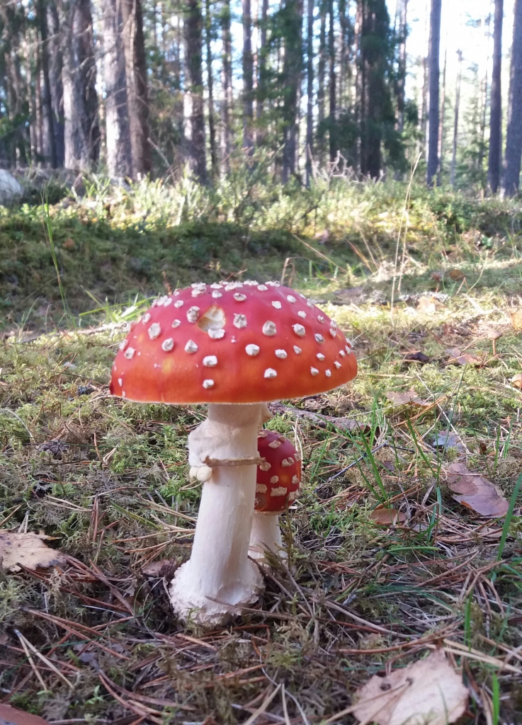 Ceļa vidū augošas mušmires. Negantais skaistums
Autors: Sanita Lārmane