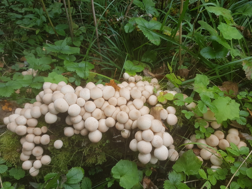 Autors: Māris Pandalons