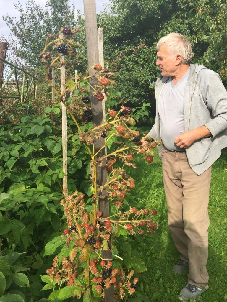 Pēteris uzskata, ka kazenes ir izcilas ogas, un priecājas, ka tās labi ražo.