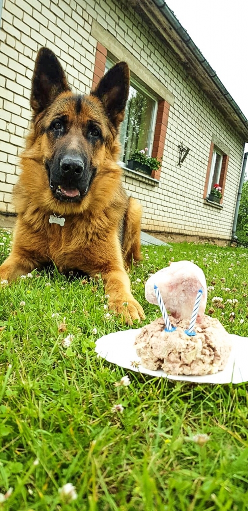 Šis ir Čārlijs un viņam pirmā vasaras daļa bijusi gana raiba. Lustīgi aizvadījis Jāņus un nosvinējis savu 2 gadu jubileju, tagad var mazliet atvilkt elpu un atpūsties!
Autors: Sabīne Savurenkova