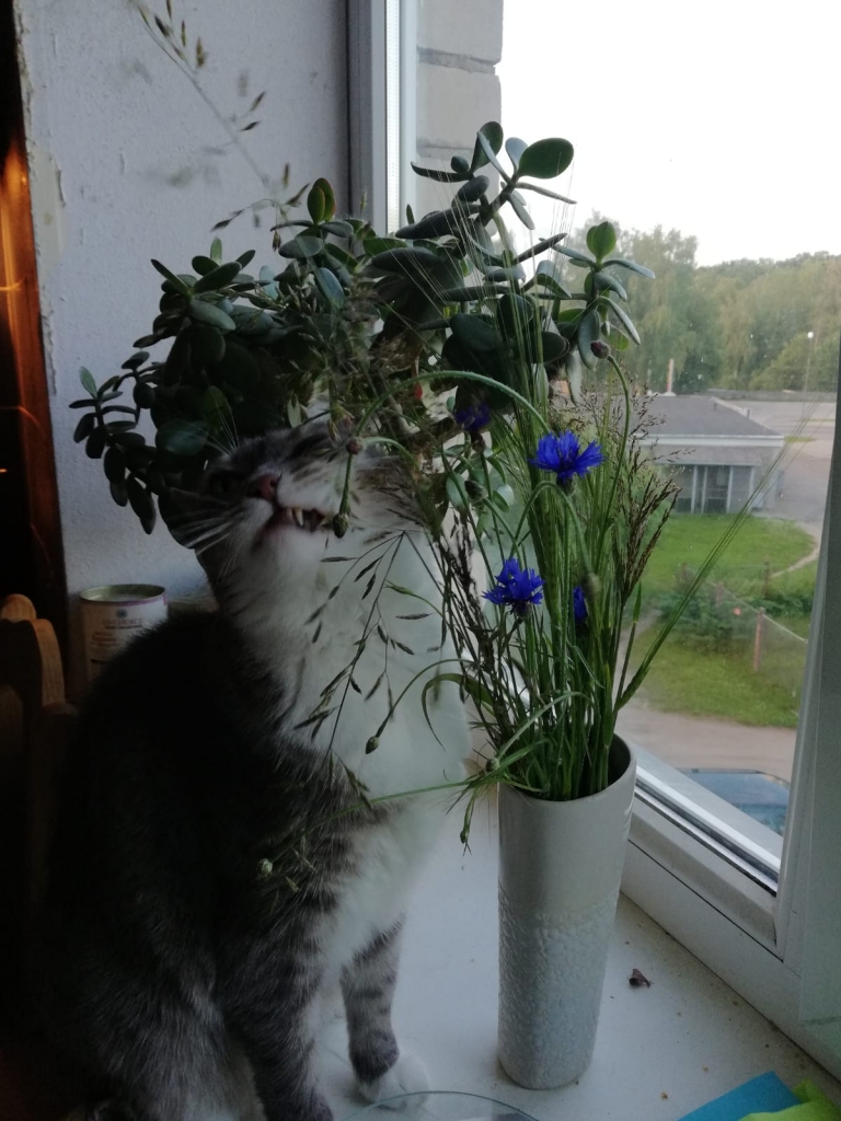 Jau 9 gadus Gizmo dzivo pie mums, ir ista milule un auklīte. Ir izauklejusi abus lielos bernus meitu Miselu un delu Marku. Tagad auklite pasam mazakajam Mikam kam tagad tikai menesitis. Ka kads ieraudas ta Gizmo ir klat un baksta pie kajam kamer mazuli nenomierina.
Autors: Eva Kolosova