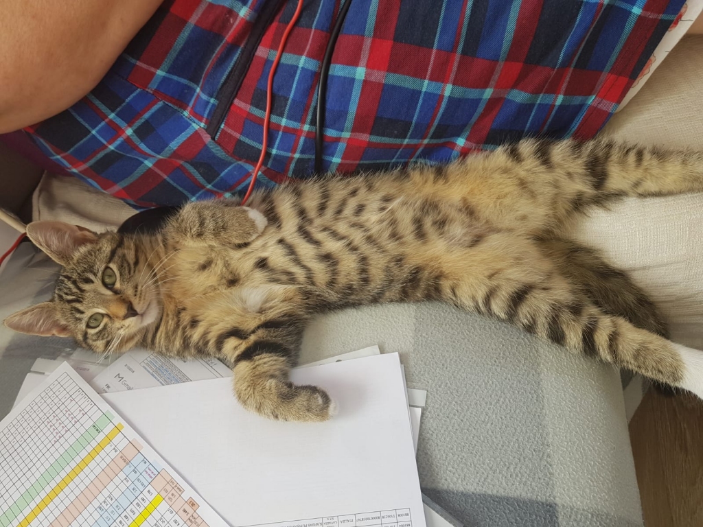 Miķelītis.
Autors: Irēna Dergača