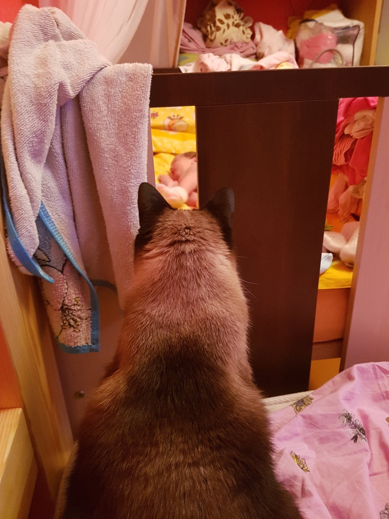Šī vasara manai mīlulei Dzesei ir notikumiem bagāta, jo Dzesei tagad ir ļoti svarīgs uzdevums pieskatīt mūsu eņģelīti. Dzese ir ieinteresēta uz visu jauno un ļoti mīl un labi sadzivo ar mūsu visdārgāko eņgelīti.
Autors: Ieva Berezovska