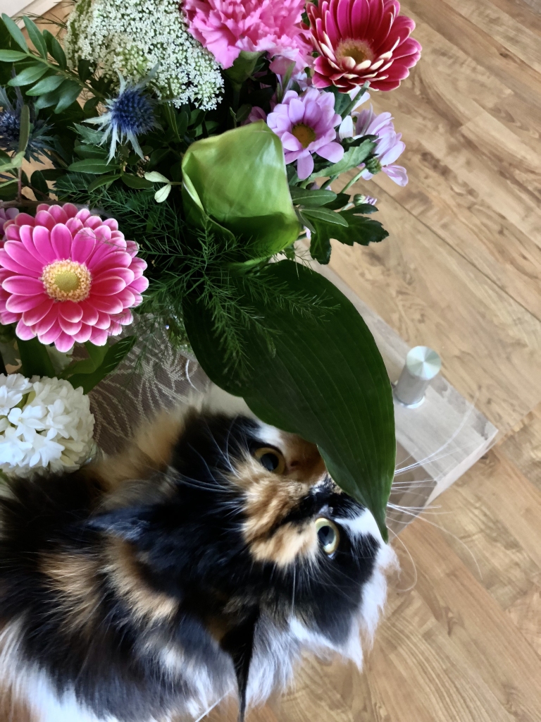 Maza nešpetna kaķene Keta. Brīvajos brīžos par katru cenu cenšas iegūt saimnieku uzmanību un prāts vienmēr "izštuko" kādu nedarbu. Kā jau meitenei patīk ziedi, bet nereti izdodas tos apgāzt. Pēc darba pilnas dienas Ketai visvairāk patīk nosnausties pa visu gultu, lai blakus nav vietas vai kādā kurpju kastē.
Autors: Lauma Marjanova