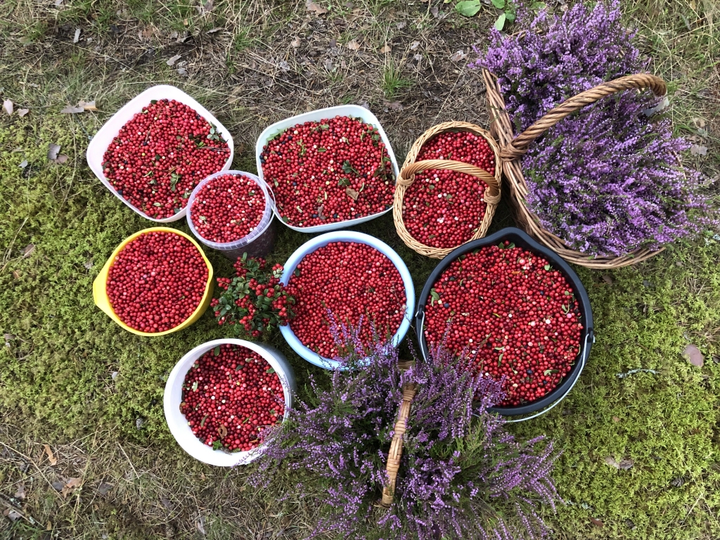 Mēs 4 draudzenes, katru gadu braucam uz mežu gan sēņot, gan ogot, ņemam līdzi arī savas mazās dāmas. Sarīkojam mazu pikniku, lai pasākums ir ar odziņu un dodamies meklēt meža veltes. Šajā sezonā brūklenes bija ļoti, ļoti daudz, kad bijām salasījušas cik nu katra bijàm ieplānojušas, sapratām, ka ogas mežā mazàk nav palikušas, tās bija tik skaistas, lielas un daudz, ka radās ideja pielasīt visus atlikušos traukus un nogādāt uz bērnu dārzu, kuru apmeklē visas 3 mazās draudzenītes. Domāts, darīts, mācamies pacietību un labos darbus jau no bērnības!
Autors: Solvita Kivleniece-Šļivka