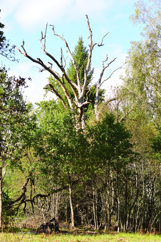 Apsaimniekojot parkveida pļavas, vecie koki jāatbrīvo no jaunākiem kokiem un krūmiem, citādi ozoli nokalst, kā tas noticis “Marsiem” blakus esošajā īpašumā. “Marsu” saimnieks kaimiņu zemi paņēmis nomā un jau atbrīvojis no apauguma divus ozolus.