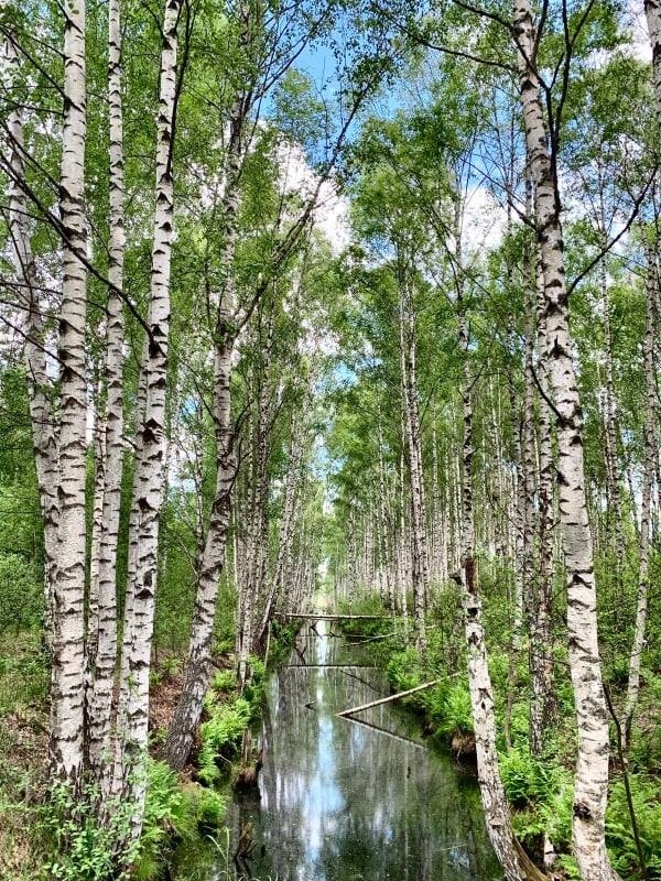 Kājnieku maršruts ved gar šaursliežu dzelzceļu, kura malās redzami dažādu kanālu tīklojumi.