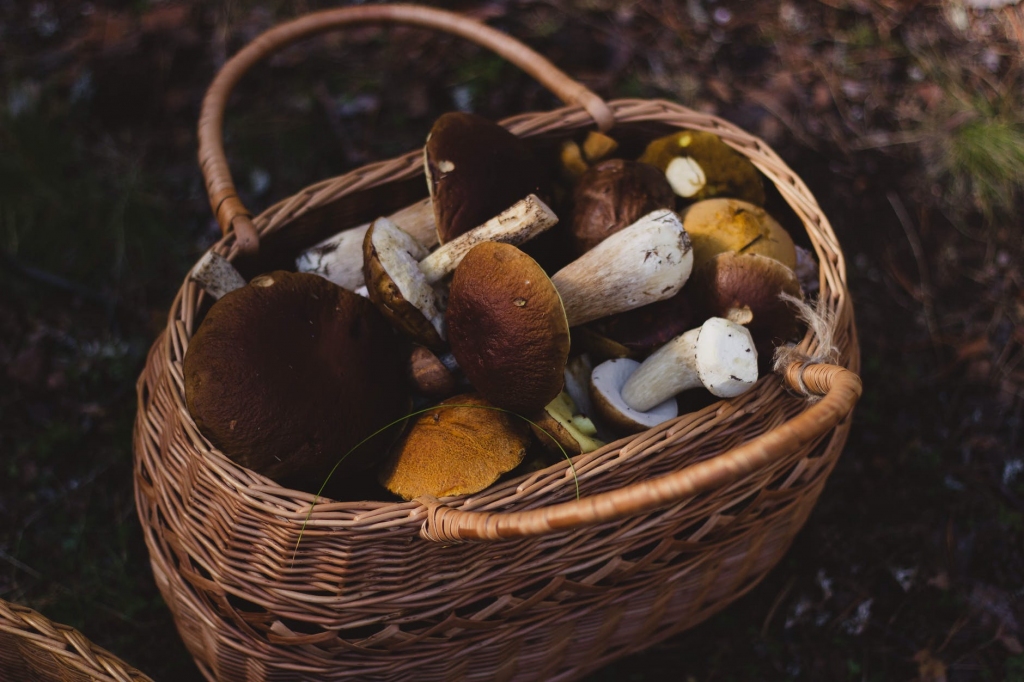 Autors: www.pexels.com