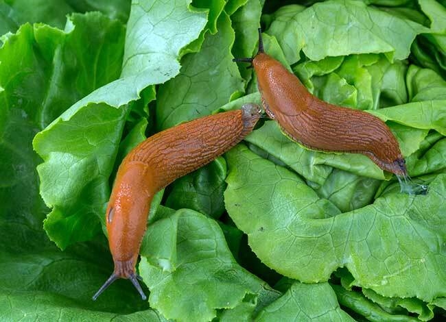 Spānijas kailgliemezis spēj pārnēsāt arī E.coli baktērijas, tādēļ – ja zini, ka tavā dārzā mīt šie kaitēkļi, augļus un dārzeņus pirms lietošanas uzturā nepieciešams nomazgāt.                                                          
Autors:  no axcela.lonza.com