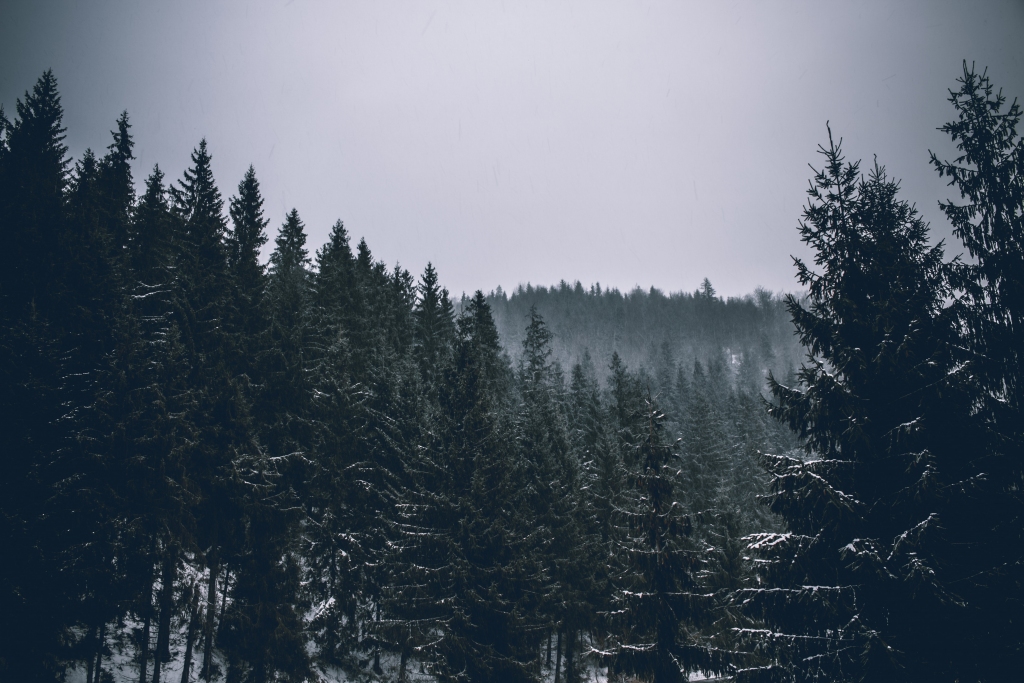 Autors: unsplash.com