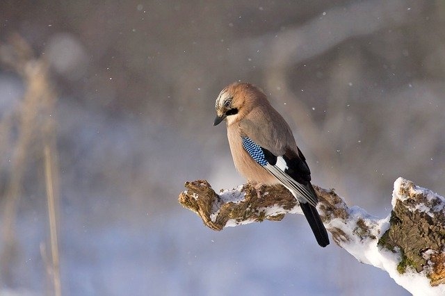 Autors: pixabay.com