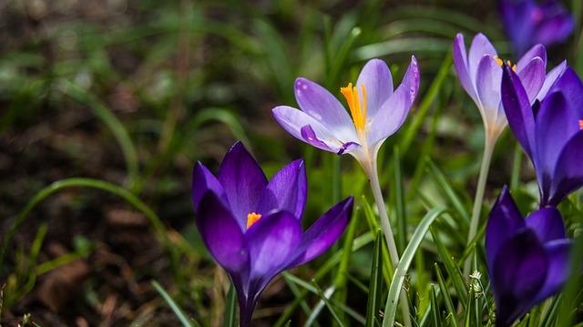 Autors: pixabay.com