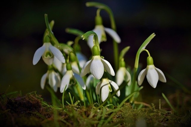 Autors: pixabay.com