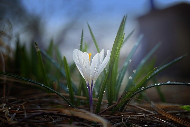 Autors: pixabay.com